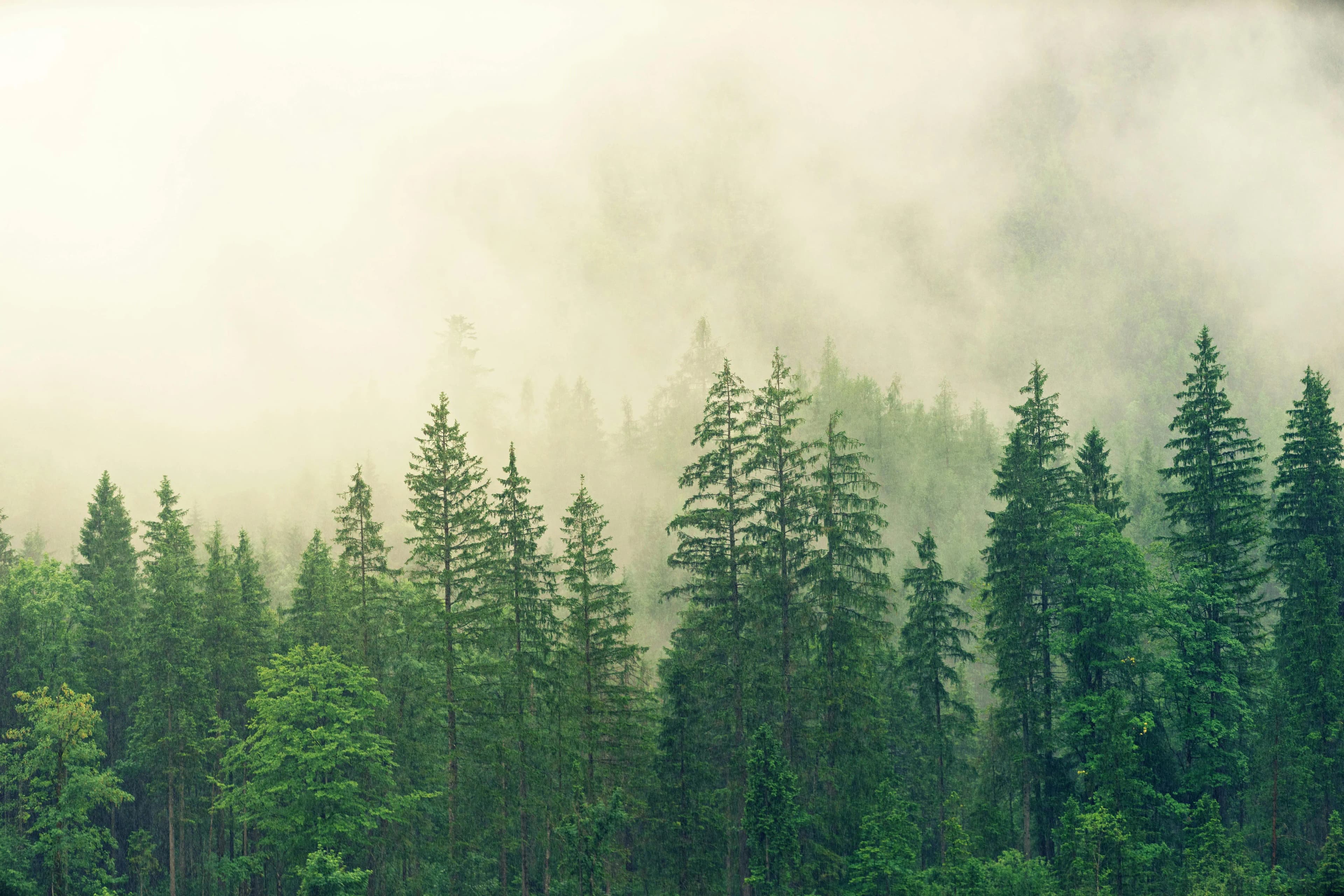 Forest background